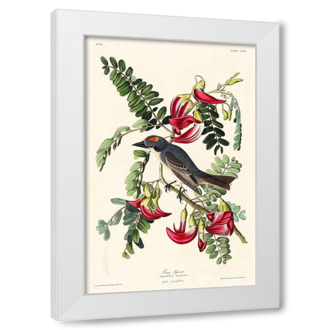 Piping Flycatcher White Modern Wood Framed Art Print by Audubon, John James