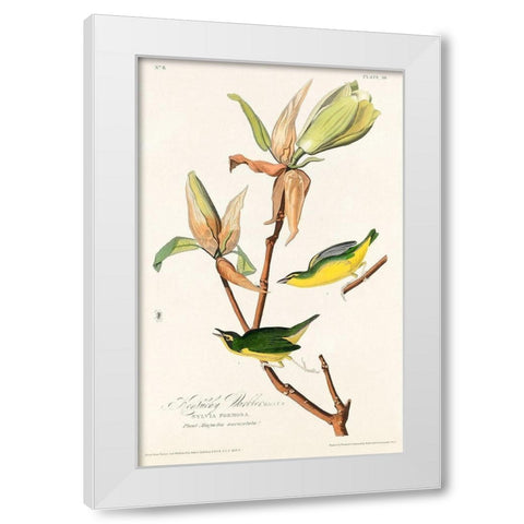 Kentucky Warbler White Modern Wood Framed Art Print by Audubon, John James
