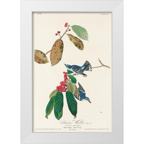 Azure Warbler White Modern Wood Framed Art Print by Audubon, John James