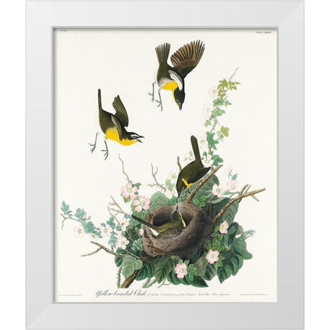 Yellow-breasted Chat White Modern Wood Framed Art Print by Audubon, John James