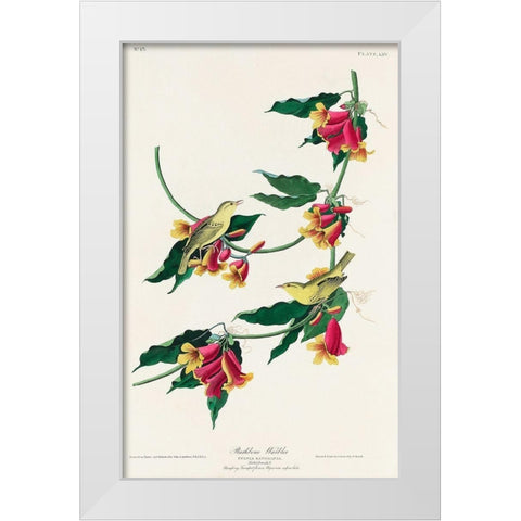 Rathbone Warbler White Modern Wood Framed Art Print by Audubon, John James