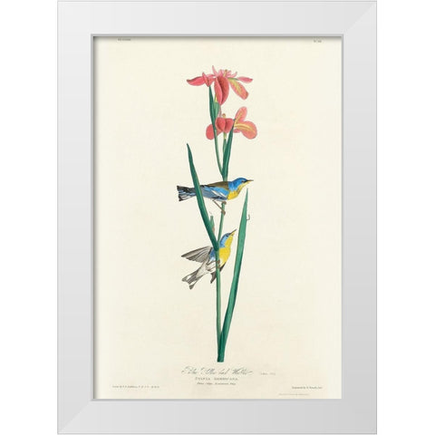 Blue Yellow back Warbler White Modern Wood Framed Art Print by Audubon, John James