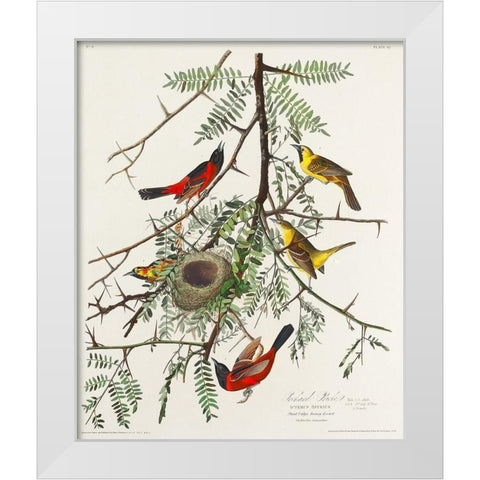 Orchard Oriole White Modern Wood Framed Art Print by Audubon, John James