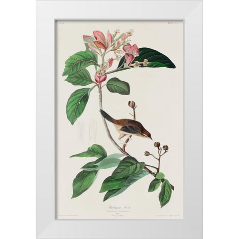 Bachmans Finch White Modern Wood Framed Art Print by Audubon, John James