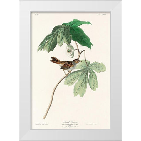 Swamp Sparrow White Modern Wood Framed Art Print by Audubon, John James