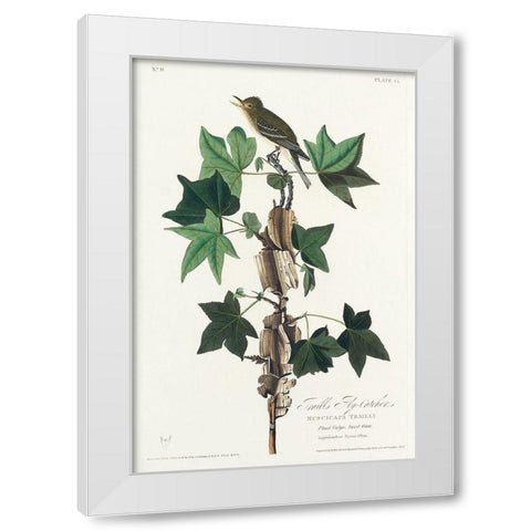 Traills Flycatcher White Modern Wood Framed Art Print by Audubon, John James
