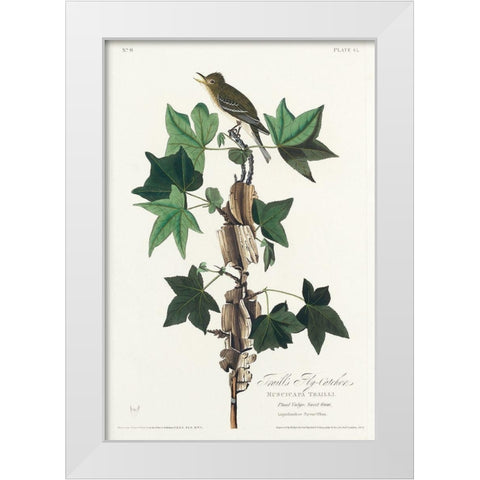 Traills Flycatcher White Modern Wood Framed Art Print by Audubon, John James