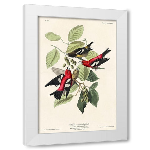 White-winged Crossbill White Modern Wood Framed Art Print by Audubon, John James