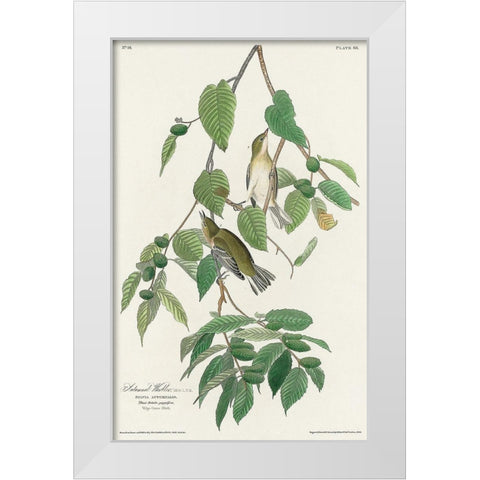 Autumnal Warbler White Modern Wood Framed Art Print by Audubon, John James