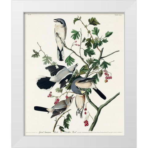 Great cinereous Shrike, or Butcher Bird White Modern Wood Framed Art Print by Audubon, John James