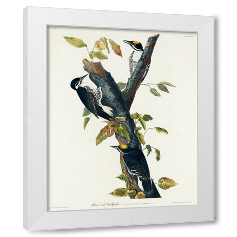 Three-toed Woodpecker White Modern Wood Framed Art Print by Audubon, John James
