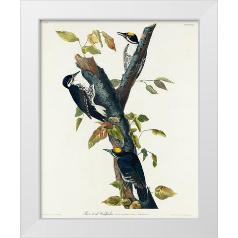 Three-toed Woodpecker White Modern Wood Framed Art Print by Audubon, John James