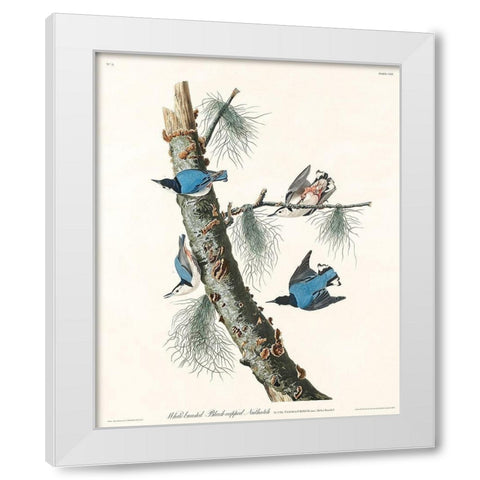 White-breasted Black-capped Nuthatch White Modern Wood Framed Art Print by Audubon, John James
