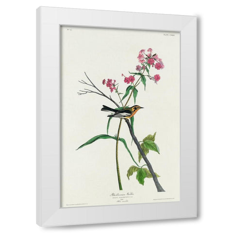Blackburnian Warbler White Modern Wood Framed Art Print by Audubon, John James