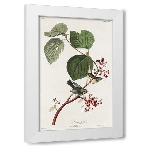 Pine Swamp Warbler White Modern Wood Framed Art Print by Audubon, John James