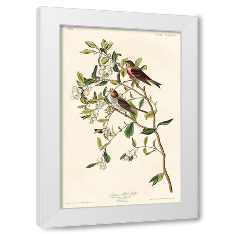 Lesser Red-Poll White Modern Wood Framed Art Print by Audubon, John James