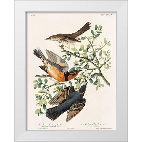 Mountain Mocking bird and Varied Thrush White Modern Wood Framed Art Print by Audubon, John James