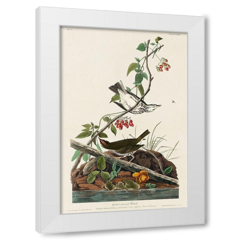 Golden-crowned Thrush White Modern Wood Framed Art Print by Audubon, John James