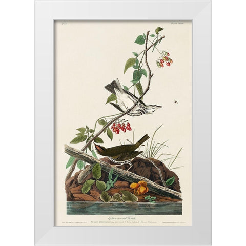 Golden-crowned Thrush White Modern Wood Framed Art Print by Audubon, John James