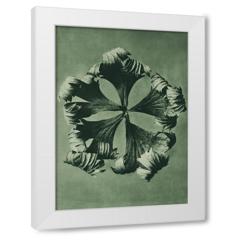 Trollius Europaeus (Globeflower) White Modern Wood Framed Art Print by Blossfeldt, Karl