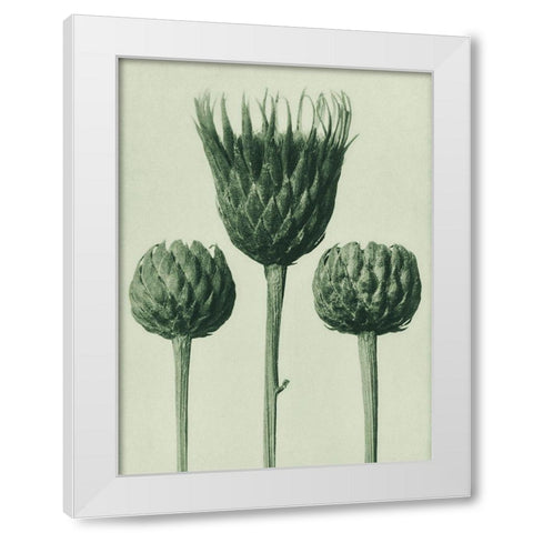 Serratula Nudicaulis (Bareâ€“Stemmed Common Sawâ€“Wort) White Modern Wood Framed Art Print by Blossfeldt, Karl