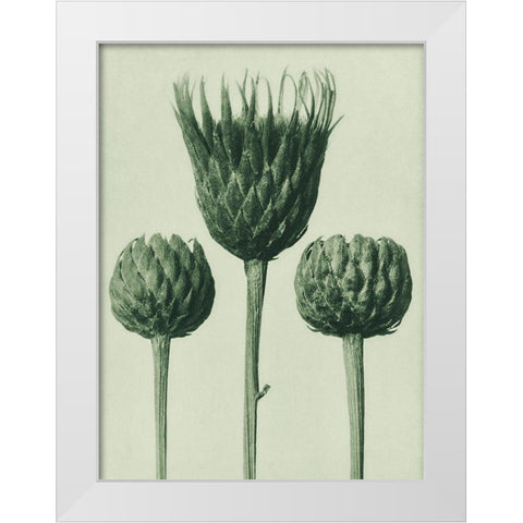 Serratula Nudicaulis (Bareâ€“Stemmed Common Sawâ€“Wort) White Modern Wood Framed Art Print by Blossfeldt, Karl