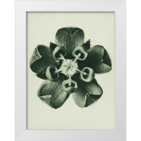 Asclepias Syriaca (Common Milkweed) White Modern Wood Framed Art Print by Blossfeldt, Karl