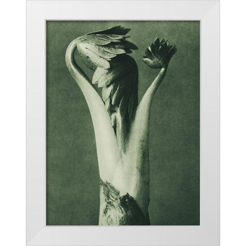 Aconitum (Aconite or Monks Hood) White Modern Wood Framed Art Print by Blossfeldt, Karl