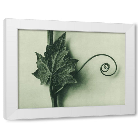 Bryonia Alba (White Bryony) White Modern Wood Framed Art Print by Blossfeldt, Karl