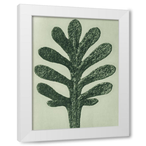 Achillea Umbellata (Yarrow) White Modern Wood Framed Art Print by Blossfeldt, Karl