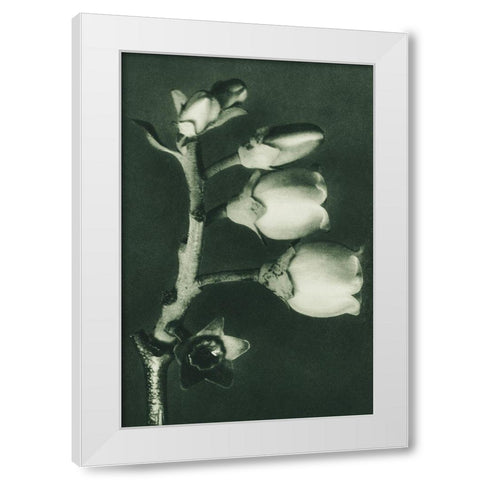 Vaccinium Corymbosum (Blueberry) White Modern Wood Framed Art Print by Blossfeldt, Karl