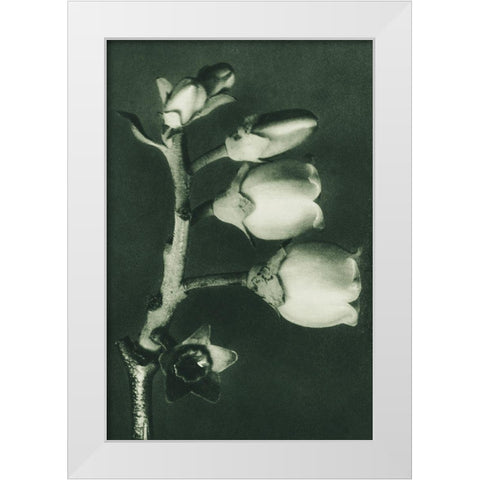 Vaccinium Corymbosum (Blueberry) White Modern Wood Framed Art Print by Blossfeldt, Karl
