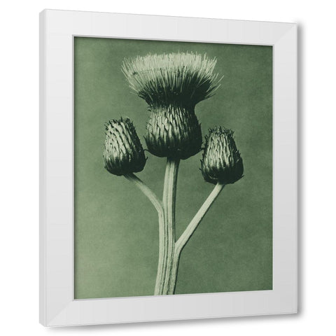 Cirsium Canum (Queen Anne Thistle) White Modern Wood Framed Art Print by Blossfeldt, Karl