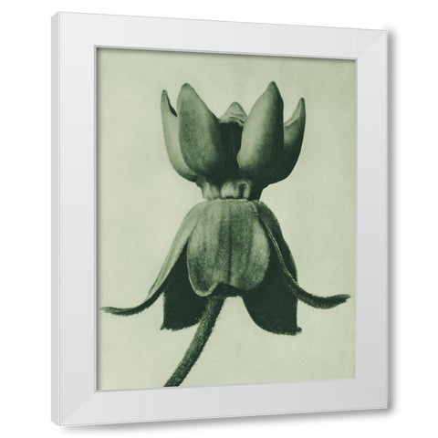 Asclepias syriaca (Common Milkweed) White Modern Wood Framed Art Print by Blossfeldt, Karl