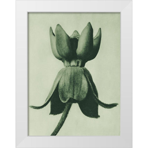 Asclepias syriaca (Common Milkweed) White Modern Wood Framed Art Print by Blossfeldt, Karl