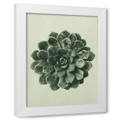 Margined Pyramidal Saxifrage (Saxifraga Aizoon) White Modern Wood Framed Art Print by Blossfeldt, Karl
