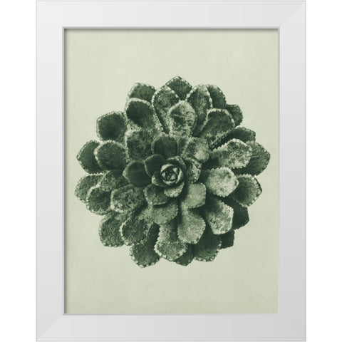 Margined Pyramidal Saxifrage (Saxifraga Aizoon) White Modern Wood Framed Art Print by Blossfeldt, Karl