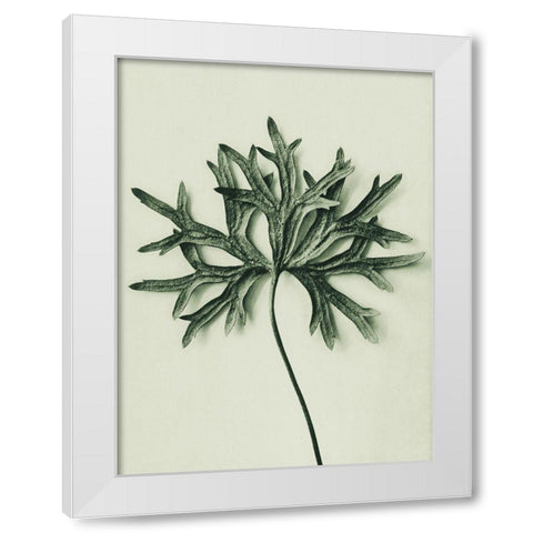 Aconitum Anthora (Yellow Monkshood Leaf) White Modern Wood Framed Art Print by Blossfeldt, Karl