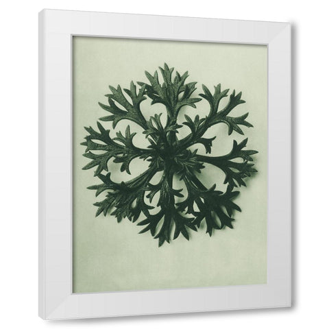 Saxifraga Willkommniana (Willkomms Saxifrage) White Modern Wood Framed Art Print by Blossfeldt, Karl