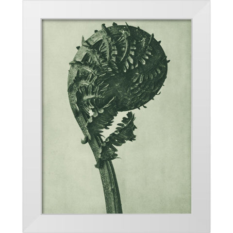 enlarged 8 times from Urformen der KunstÂ  White Modern Wood Framed Art Print by Blossfeldt, Karl