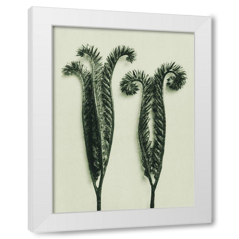 Phacelia Tanacetifolia (Lacy Phacelia) White Modern Wood Framed Art Print by Blossfeldt, Karl