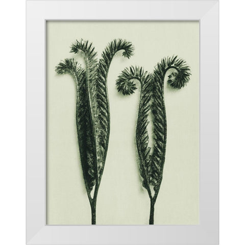 Phacelia Tanacetifolia (Lacy Phacelia) White Modern Wood Framed Art Print by Blossfeldt, Karl