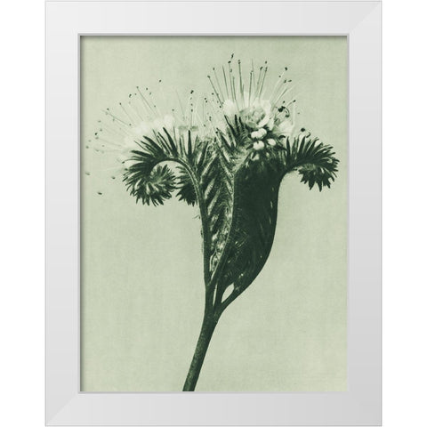 Phacelia tanacetifolia (Lacy Phacelia)  White Modern Wood Framed Art Print by Blossfeldt, Karl