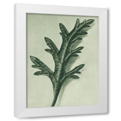 Verbena Canadensis (rose mock vervain) White Modern Wood Framed Art Print by Blossfeldt, Karl