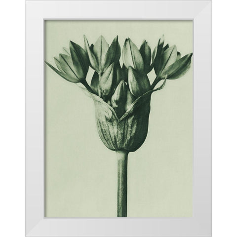 Allium Ostroroskianum (ornamental onion) White Modern Wood Framed Art Print by Blossfeldt, Karl