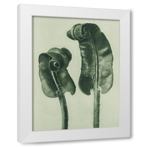 Scolopendrium Vulgare (Hartsâ€“Tongue Fern) White Modern Wood Framed Art Print by Blossfeldt, Karl