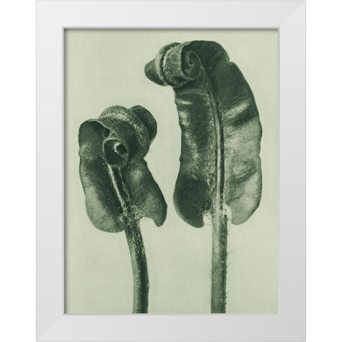 Scolopendrium Vulgare (Hartsâ€“Tongue Fern) White Modern Wood Framed Art Print by Blossfeldt, Karl