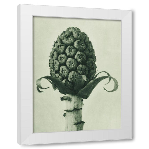 Petasites Officinalis (Butterbur) White Modern Wood Framed Art Print by Blossfeldt, Karl