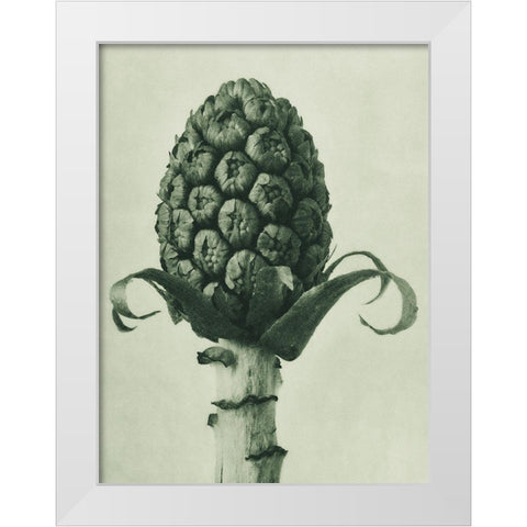 Petasites Officinalis (Butterbur) White Modern Wood Framed Art Print by Blossfeldt, Karl
