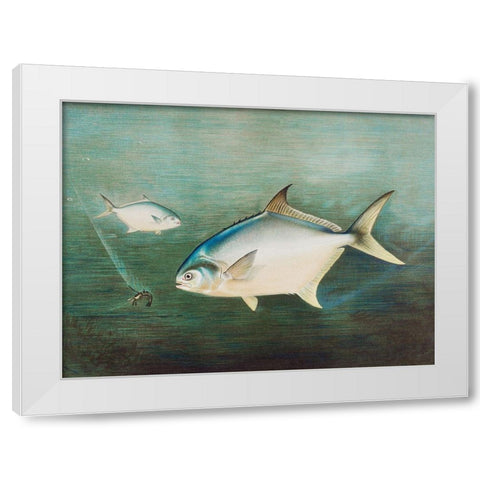 Pompano White Modern Wood Framed Art Print by Kilbourne, Samuel